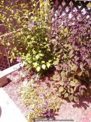 Thumb of 2014-08-04/Catmint20906/4a34d3