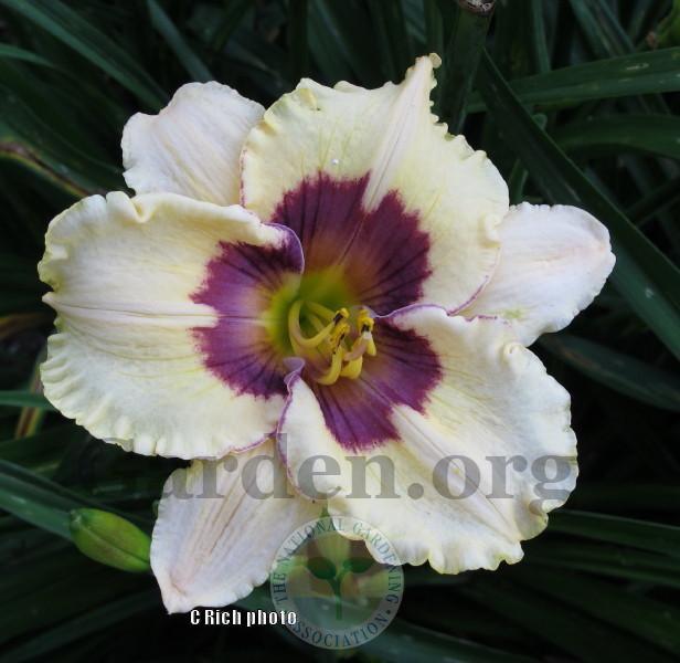Photo of Daylily (Hemerocallis 'Point of Divergence') uploaded by Char