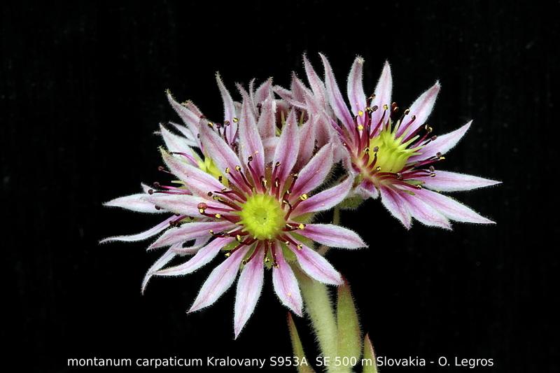 Photo of Hen and Chick (Sempervivum montanum subsp. carpaticum 'from Kralovany') uploaded by Chromaphyto