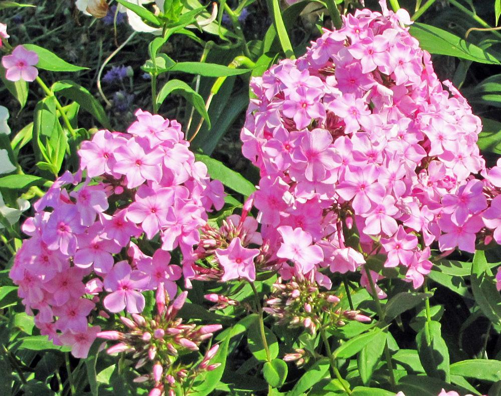Photo of Phloxes (Phlox) uploaded by TBGDN