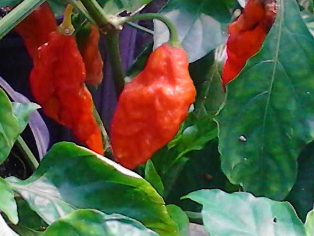 Photo of Ghost Pepper (Capsicum chinense) uploaded by cycadjungle