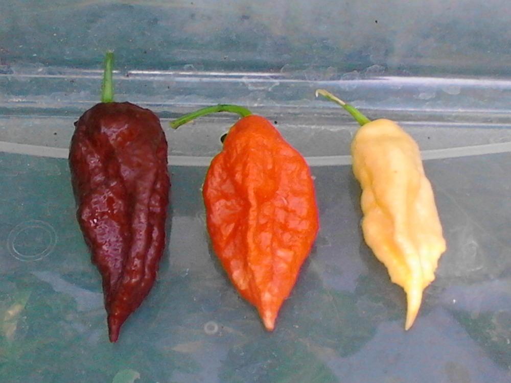 Photo of Ghost Pepper (Capsicum chinense) uploaded by cycadjungle