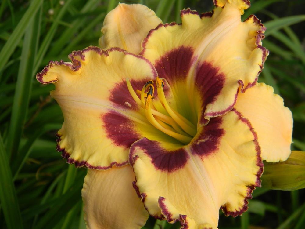 Photo of Daylily (Hemerocallis 'King of the Ages') uploaded by mattsmom