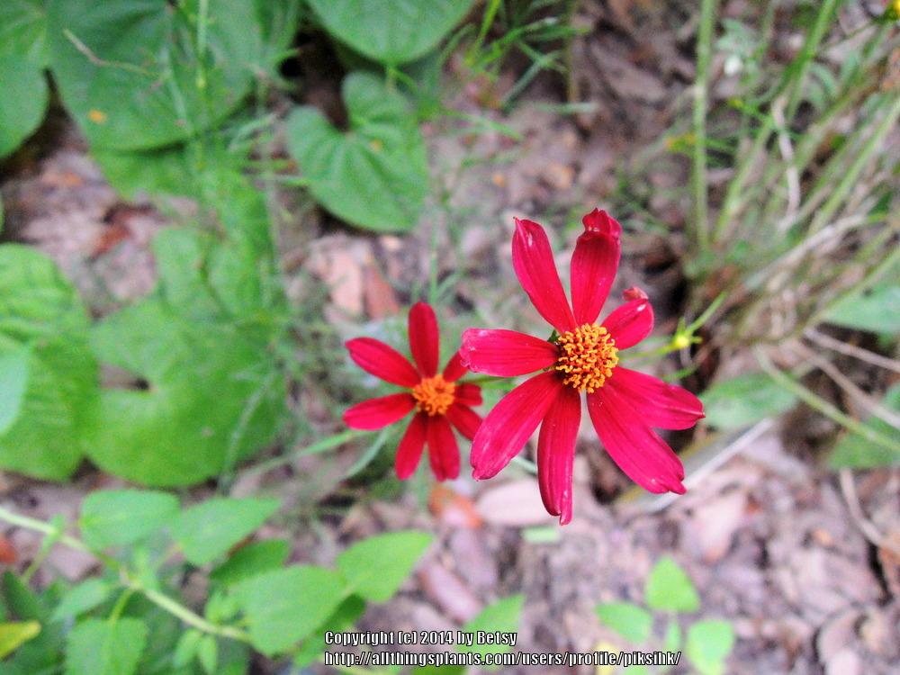 Photo of Tickseed Coreopsis (Coreopsis 'Red Satin') uploaded by piksihk