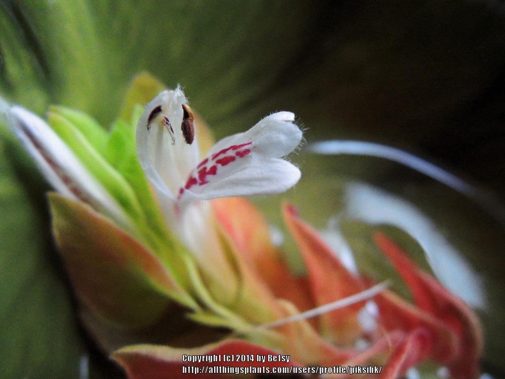 Photo of Shrimp Plant (Justicia brandegeeana) uploaded by piksihk