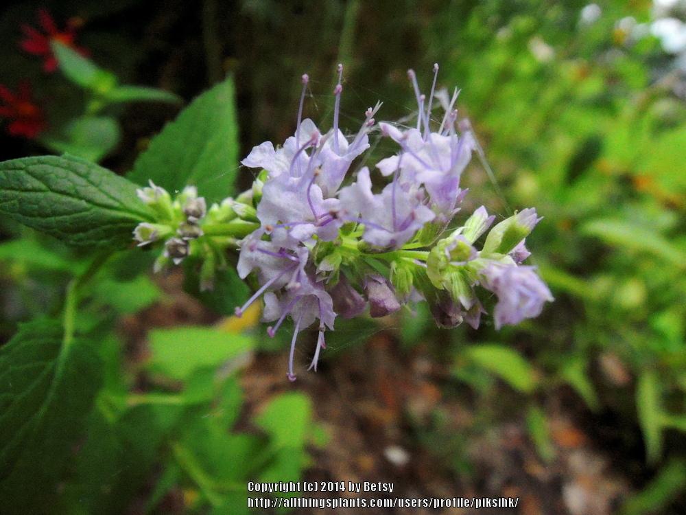 Photo of Anise Hyssop (Agastache 'Black Adder') uploaded by piksihk