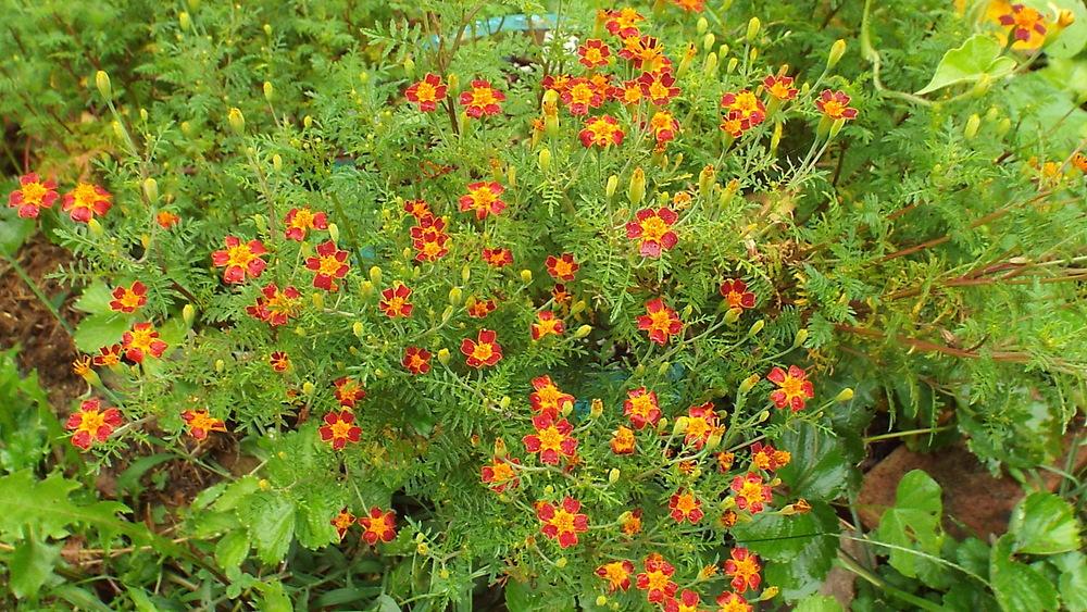 Photo of Signet Marigold (Tagetes tenuifolia 'Paprika') uploaded by poisondartfrog