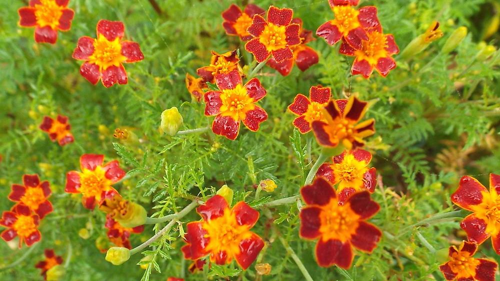 Photo of Signet Marigold (Tagetes tenuifolia 'Paprika') uploaded by poisondartfrog
