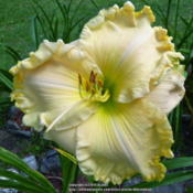 Magnificent 8" bloom on off white bloom with green eye