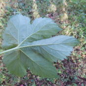 Back side of leaf