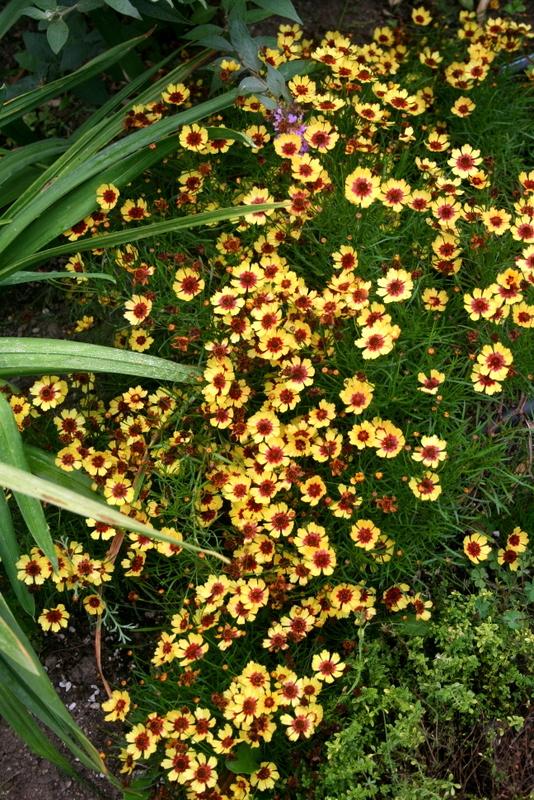 Photo of Hybrid Tickseed (Coreopsis 'Pineapple Pie') uploaded by Calif_Sue