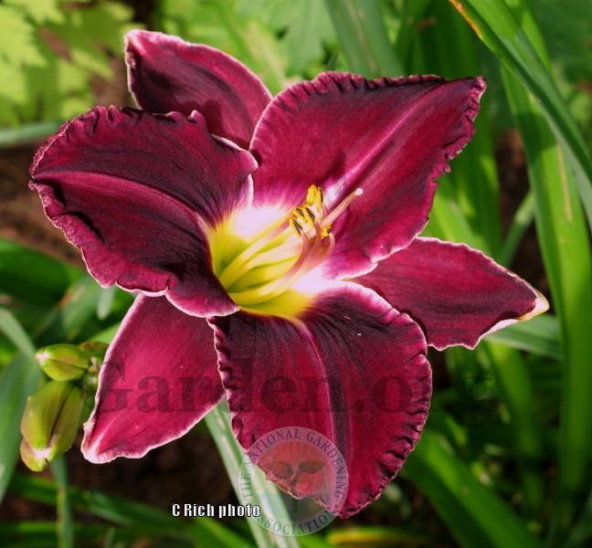 Photo of Daylily (Hemerocallis 'Out East') uploaded by Char