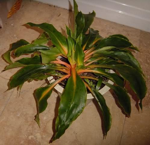 Photo of Sierra Leone Lily (Chlorophytum 'Fireflash') uploaded by Cinta