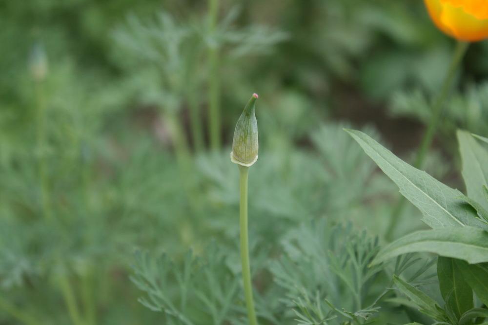 Photo of California Poppy (Eschscholzia californica) uploaded by Daylilybaby