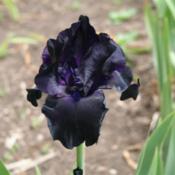 Tall Bearded Iris (Iris 'Black Suited') in the Irises Database - Garden.org