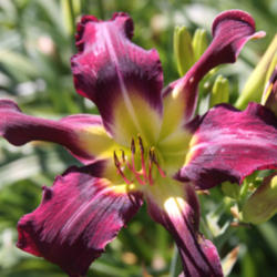 
Photo Courtesy of North Country Daylilies. Used With Permission.