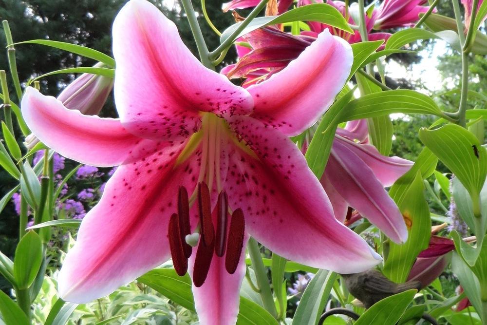 Photo of Lilies (Lilium) uploaded by foraygardengirl