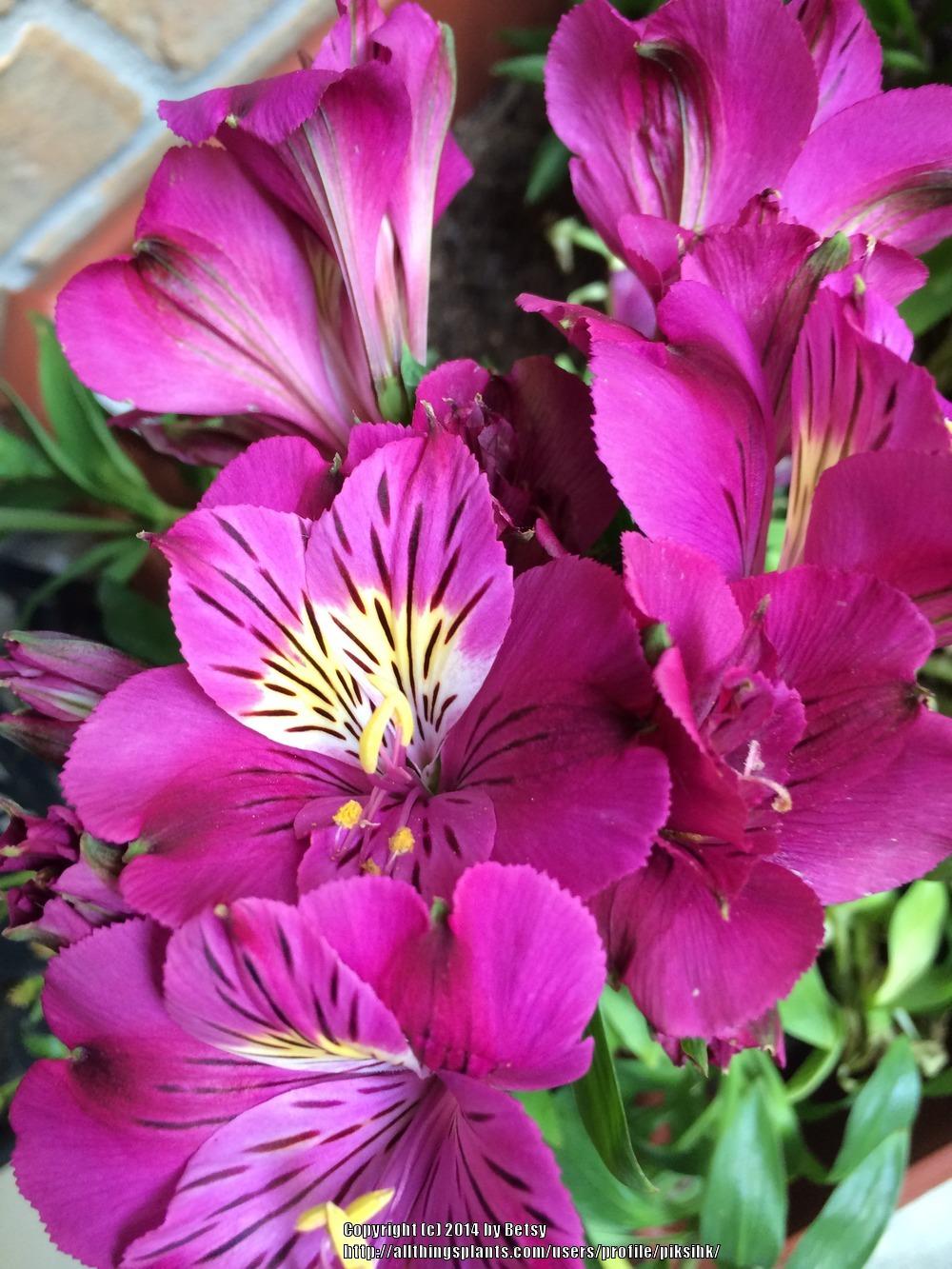 Photo of Peruvian Lily (Alstroemeria Princess Lilies® Marie Louise) uploaded by piksihk