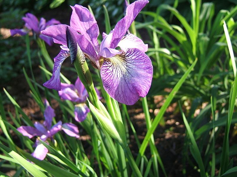 Photo of Siberian Iris (Iris 'Shaker's Prayer') uploaded by pirl