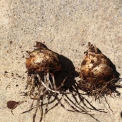 Location: My backyard.
Date: 2014-03-10
Bulbs with roots