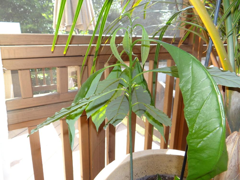 Photo of Avocado (Persea americana) uploaded by tropicgirl