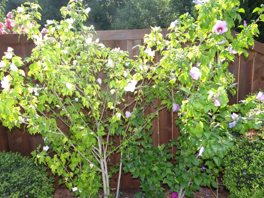 Photo of Rose of Sharon (Hibiscus syriacus Rose Satin®) uploaded by tropicgirl