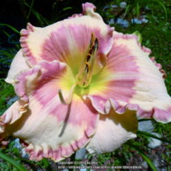 Location: My Garden- Vermont
Date: 2014-08-06
5 ***** Daylily. Absolutely Stunning!