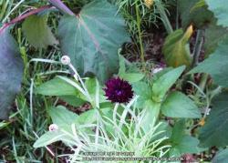 Thumb of 2014-08-06/Catmint20906/277ff2