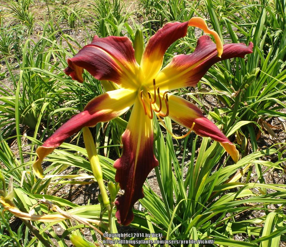 Photo of Daylily (Hemerocallis 'Rebekah's Gothic Spider') uploaded by VickiW