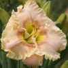 Photo Courtesy of North Country Daylilies. Used With Permission.