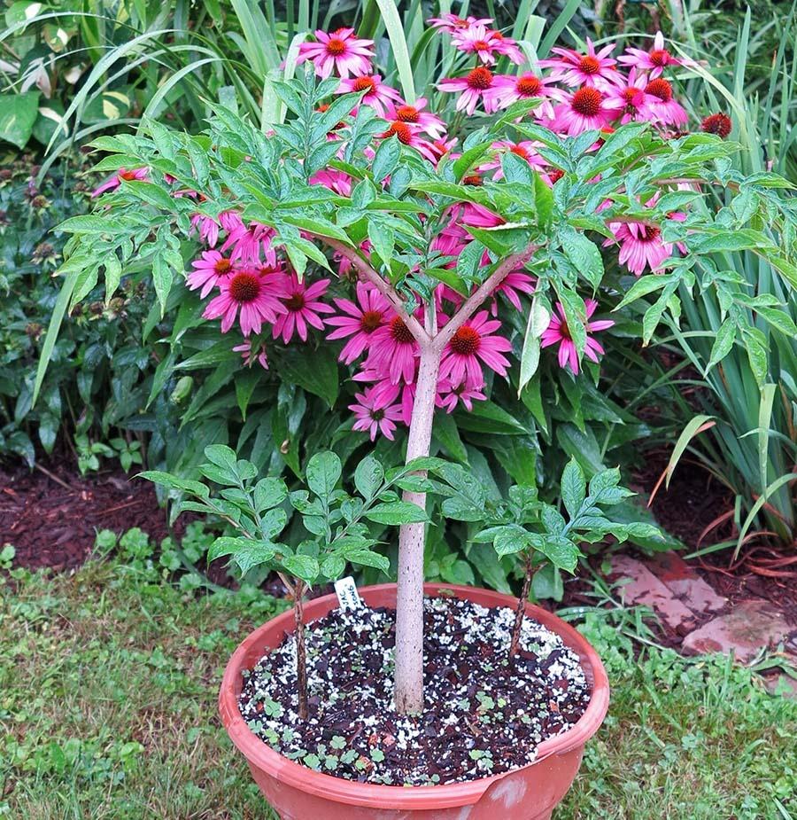 Photo of Voodoo Lily (Amorphophallus konjac 'Leo Song') uploaded by eclayne
