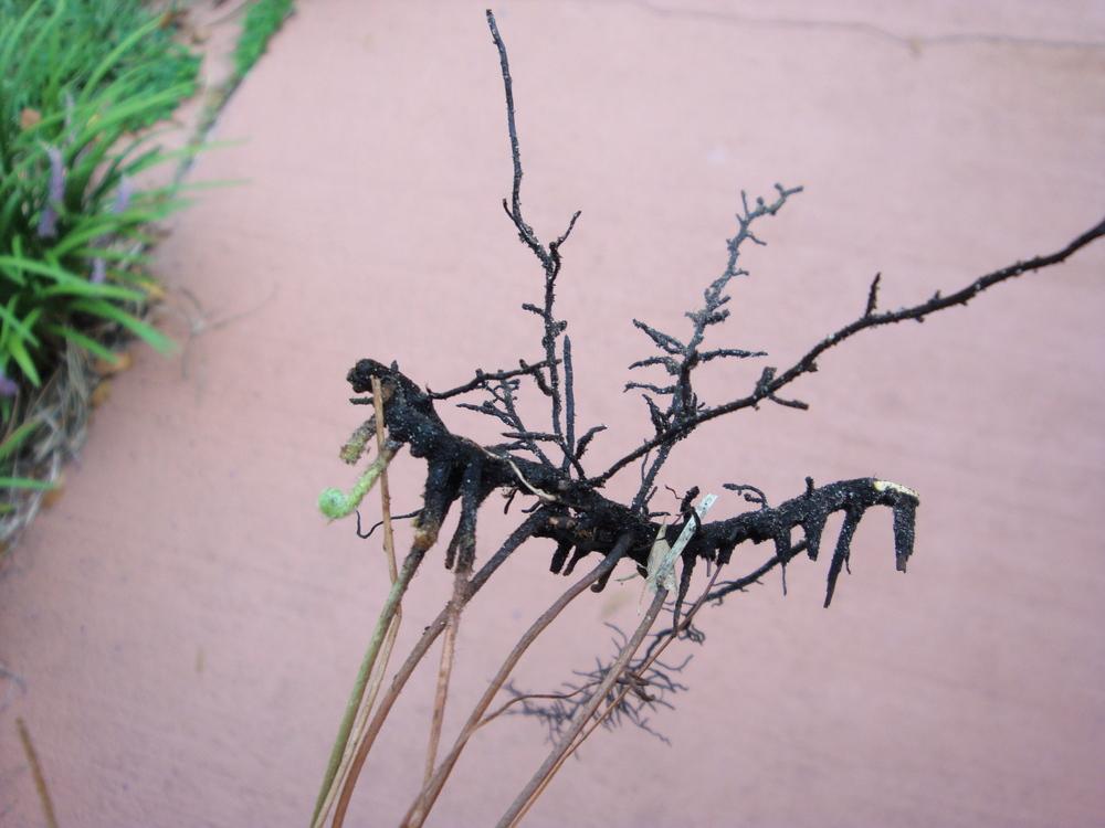 Photo of Japanese Climbing Fern (Lygodium japonicum) uploaded by flaflwrgrl