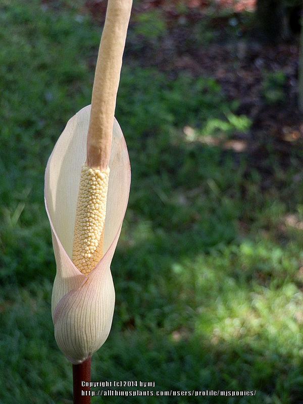 Photo of Voodoo Plant (Amorphophallus atroviridis) uploaded by mjsponies