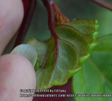 Photo of Swedish Ivy (Plectranthus verticillatus) uploaded by purpleinopp