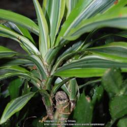 
Date: 2014-08-06
Two new heads on plant that was cut about a year ago.  Ignore the