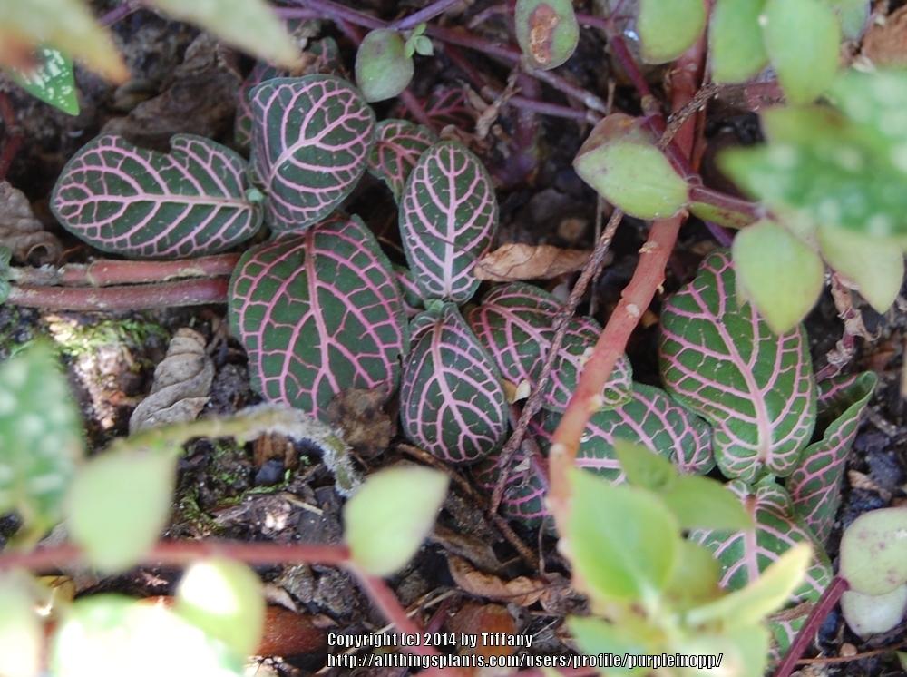 Photo of Nerve Plant (Fittonia albivenis) uploaded by purpleinopp