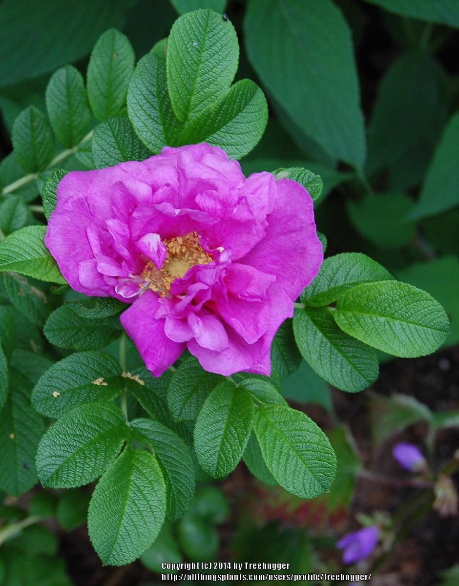 Photo of Beach Rose (Rosa rugosa) uploaded by treehugger