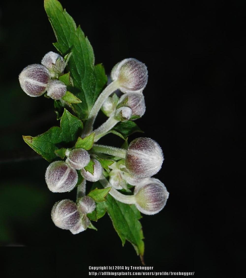 Photo of Japanese Anemone (Eriocapitella hybrida 'Robustissima') uploaded by treehugger