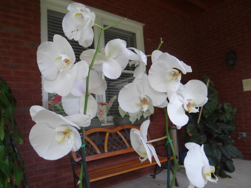 Photo of White Moth Orchid (Phalaenopsis amabilis) uploaded by tropicgirl