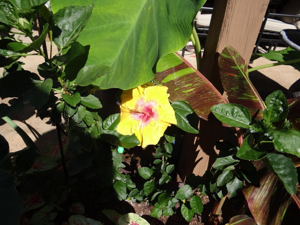 Photo of Tropical Hibiscus (Hibiscus rosa-sinensis 'Eye of Kali') uploaded by tropicgirl