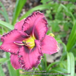 Location: My Garden
Date: 2014-08-06
Another Beautiful seedling from Tink's sale.
