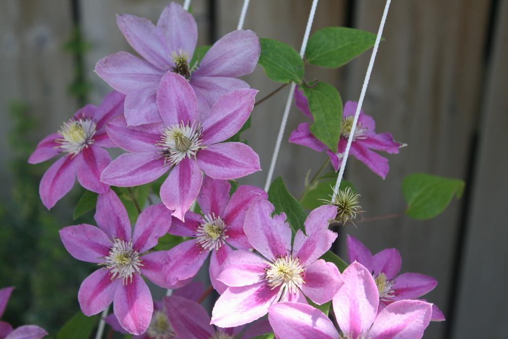 Photo of Clematis 'Pink Champagne' uploaded by Daylilybaby