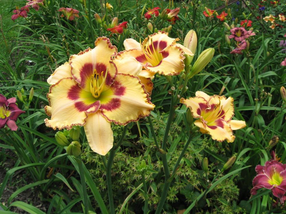 Photo of Daylily (Hemerocallis 'King of the Ages') uploaded by alwaysbehindMN