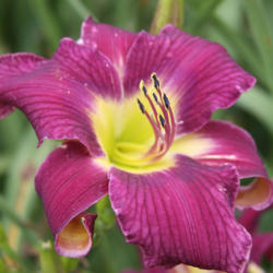 
Photo Courtesy of North Country Daylilies. Used With Permission.