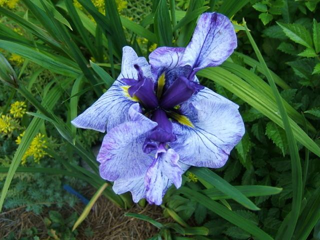 Photo of Japanese Iris (Iris ensata 'Greywoods Royal Antics') uploaded by pirl
