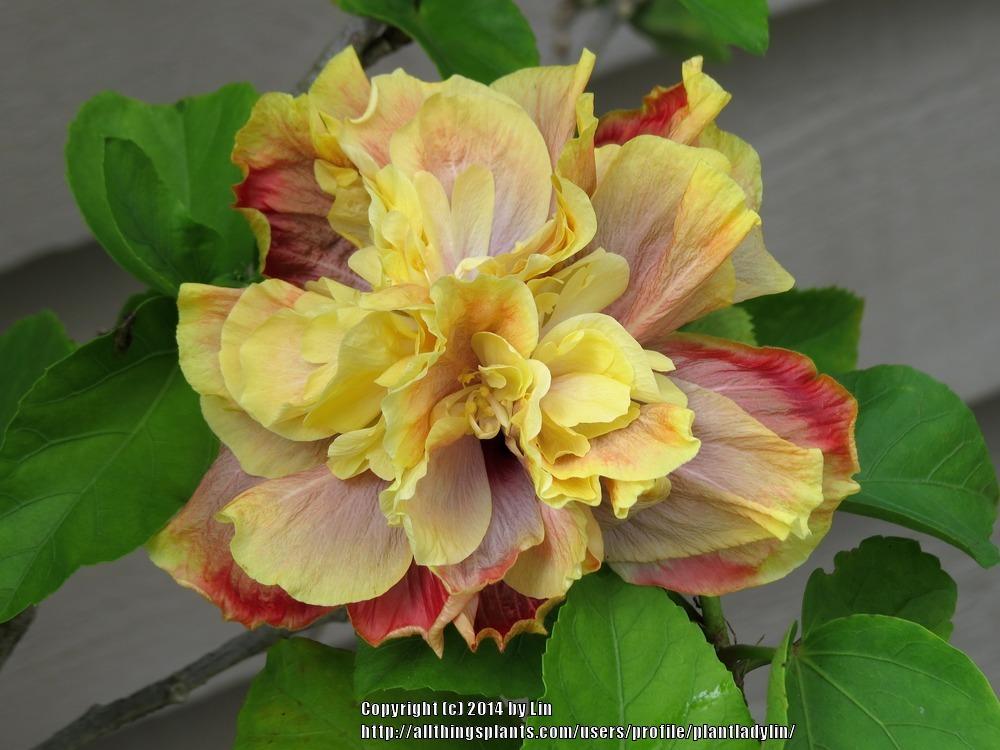 Photo of Tropical Hibiscus (Hibiscus rosa-sinensis 'Queen of Dreams') uploaded by plantladylin