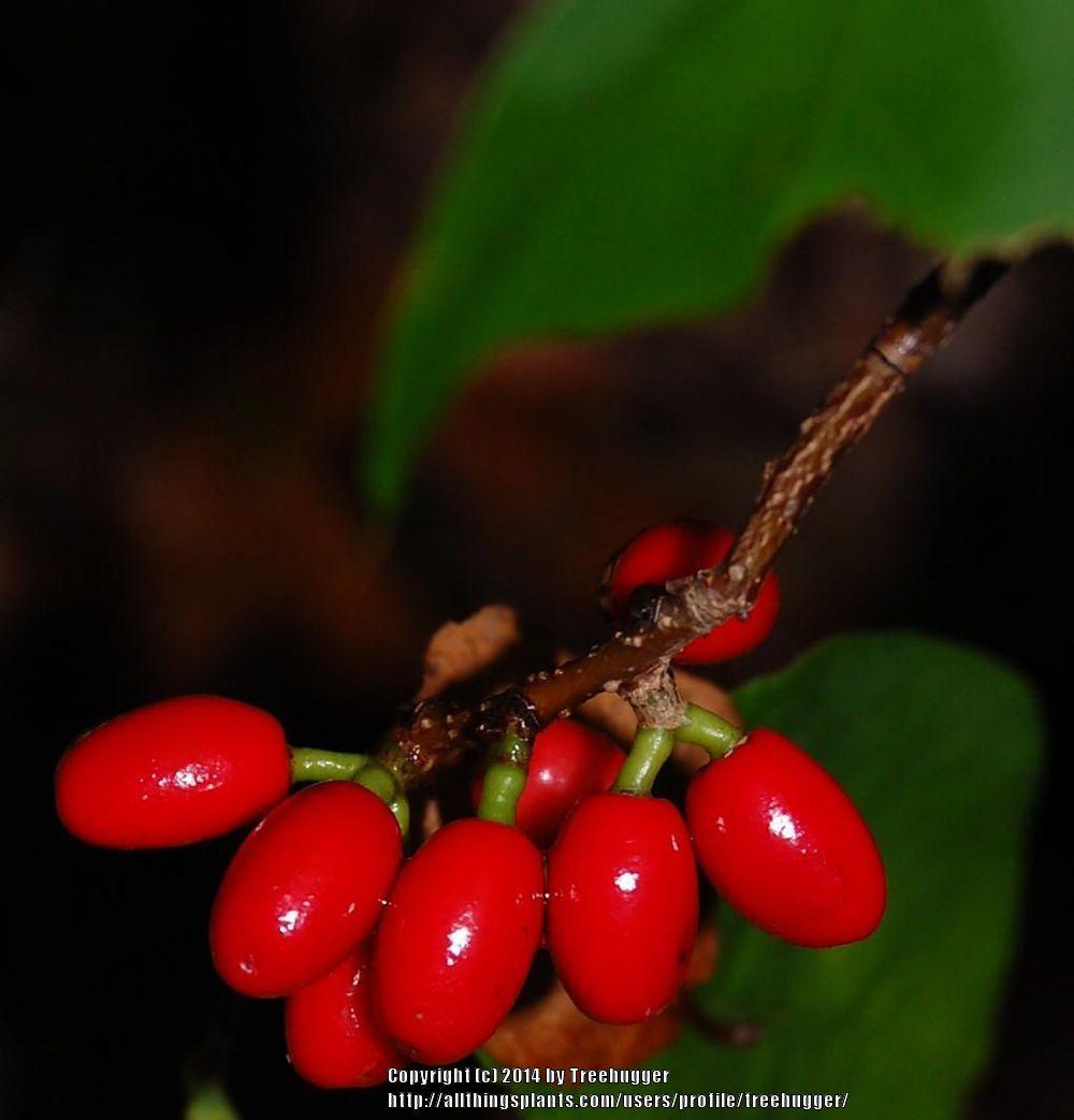 Photo of Spicebush (Lindera benzoin) uploaded by treehugger