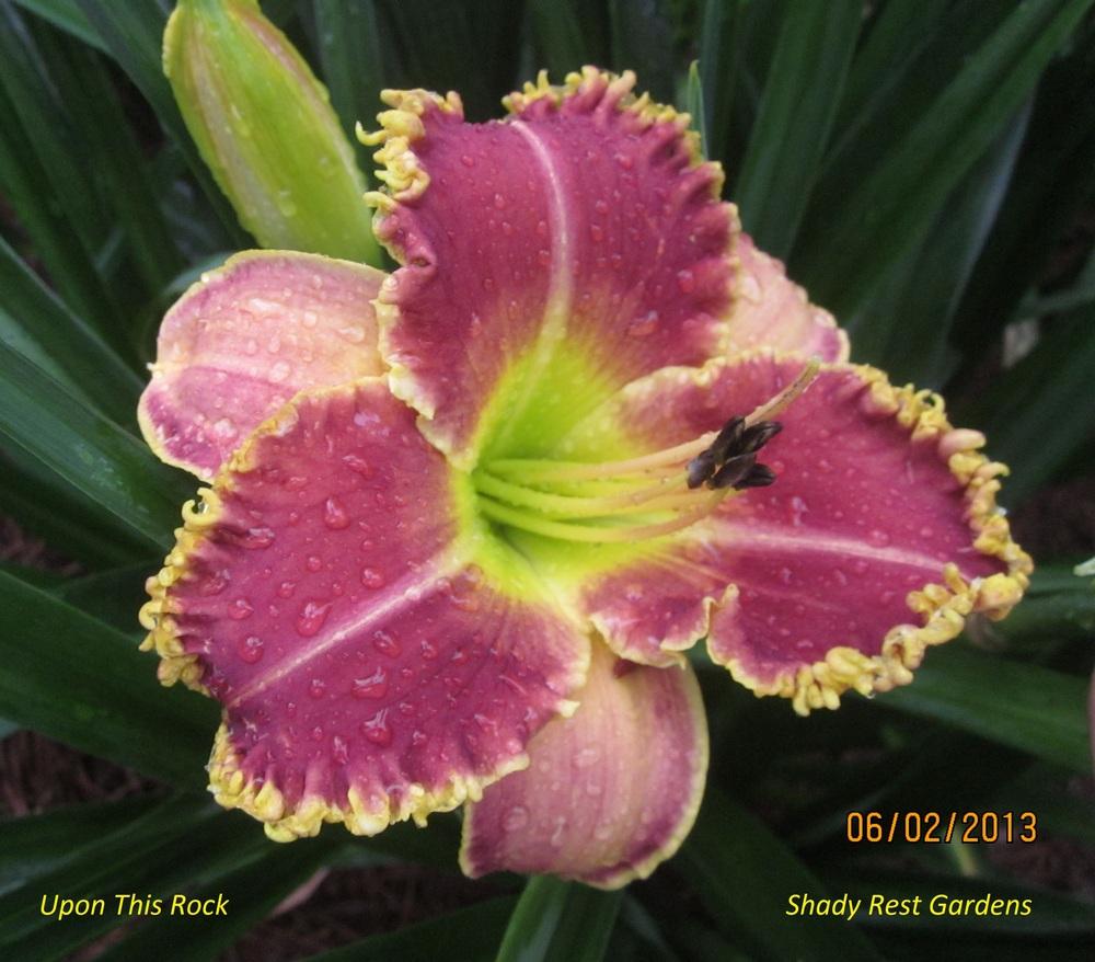 Photo of Daylily (Hemerocallis 'Upon This Rock') uploaded by Casshigh