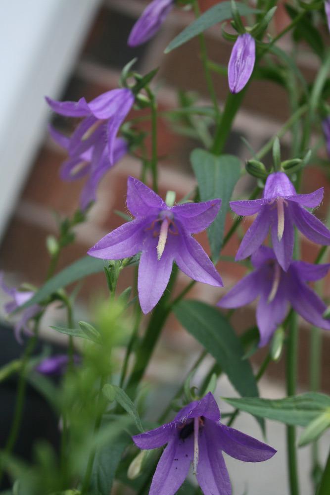 Photo of Creeping Bellflower (Campanula rapunculoides) uploaded by Daylilybaby