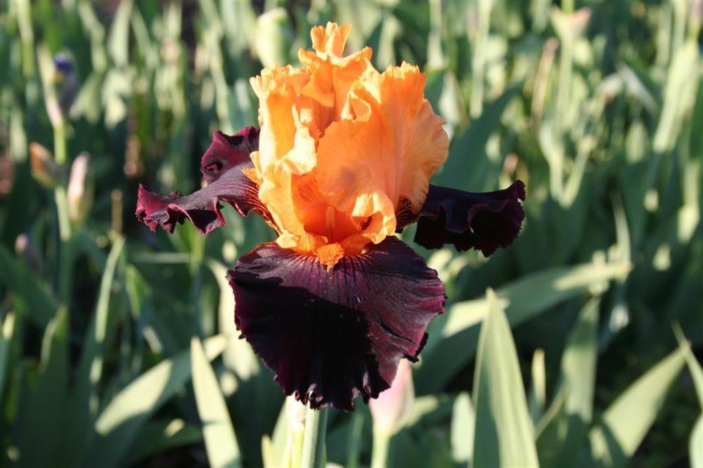 Photo of Tall Bearded Iris (Iris 'Brilliant Disguise') uploaded by KentPfeiffer